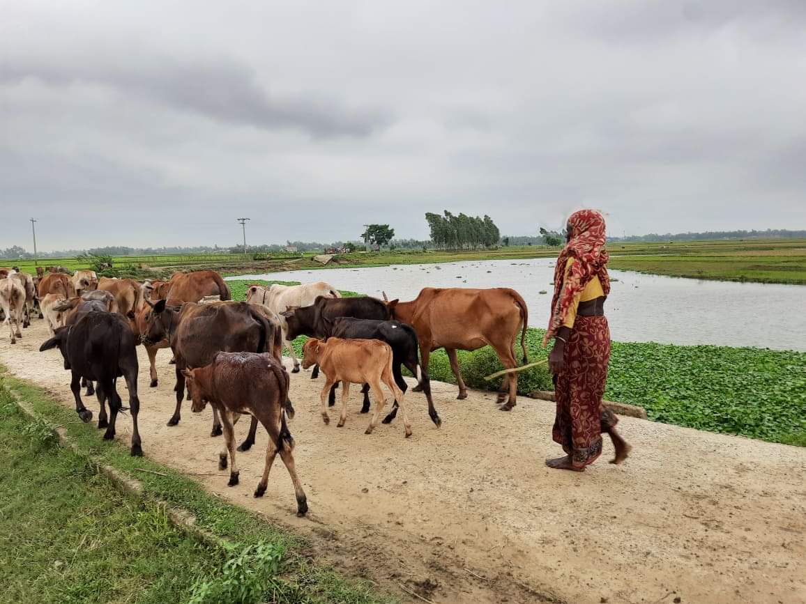 রাখালের কাজ করে জীবন চলে লাখাইর বিধবা রমজান বিবির, মেলেনি কোন সরকারি সহায়তা রাখালের কাজ করে জীবন চলে লাখাইর বিধবা রমজান বিবি