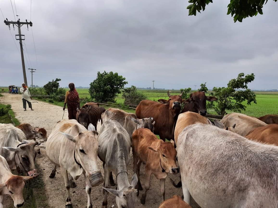 রাখালের কাজ করে জীবন চলে লাখাইর বিধবা রমজান বিবির, মেলেনি কোন সরকারি সহায়তা রাখালের কাজ করে জীবন চলে লাখাইর বিধবা রমজান বিবি