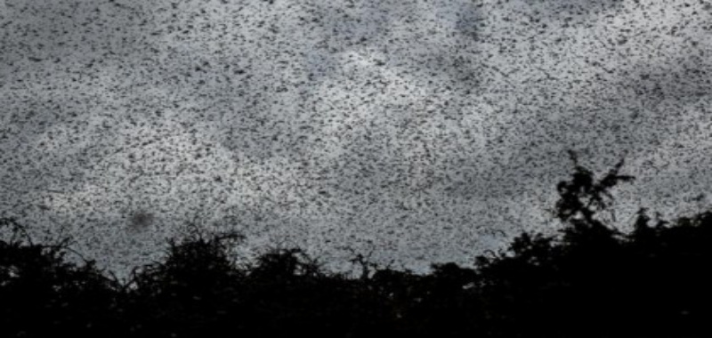 ৩০ দেশে ছড়াতে পারে পঙ্গপাল, দেখা দিতে পারে খাদ্য সঙ্কট