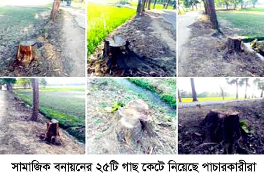 চুনারুঘাটে-সামাজিক-বনায়নের-২৫টি-গাছ-কেটে-নিয়েছে-পাচারকারীরা চুনারুঘাটে সামাজিক বনায়নের ২৫টি গাছ কেটে নিয়েছে পাচারকারীরা