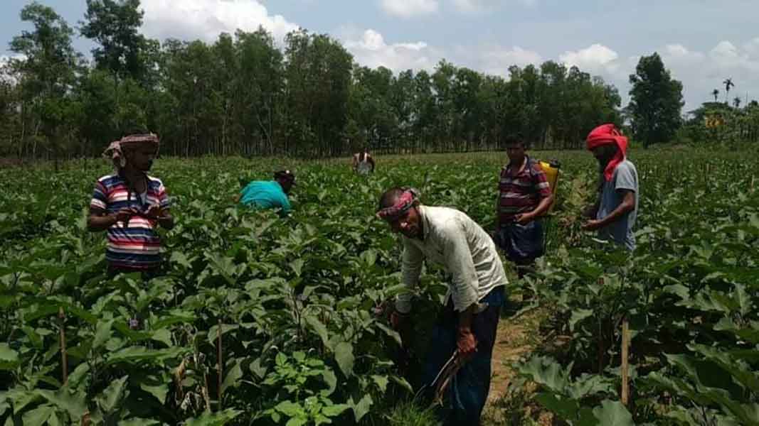 করোনার প্রভাবে মাধবপুরে সবজি চাষিরা দিশেহারা