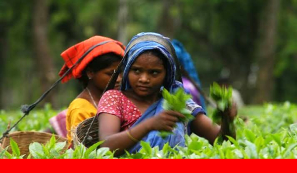 চা শ্রমিক দিবস আজ