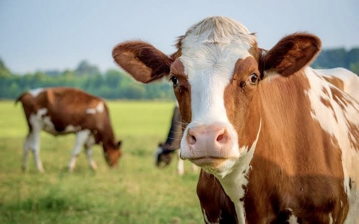 হালাল পশুর যেসব অংশ খাওয়া নিষিদ্ধ