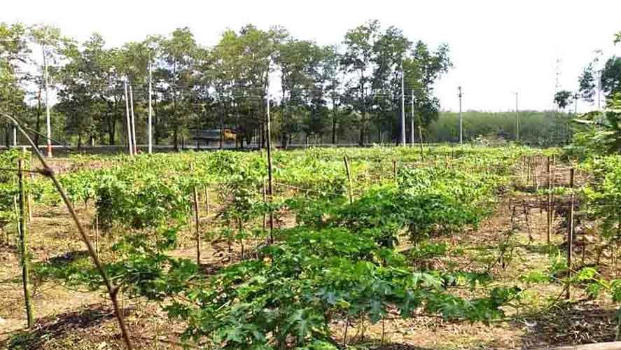 শায়েস্তাগঞ্জে বাড়ির আঙ্গিনায় ও ছাদে সবজি চাষে সরকারি সহায়তা