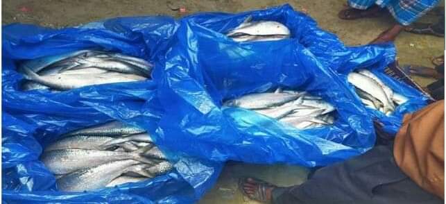হবিগঞ্জের বাল্লা সীমান্তে ১২০ কেজি ইলিশ জব্দ