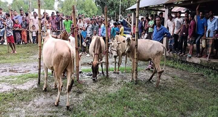 শায়েস্তাগঞ্জে গরুসহ চোর আটক