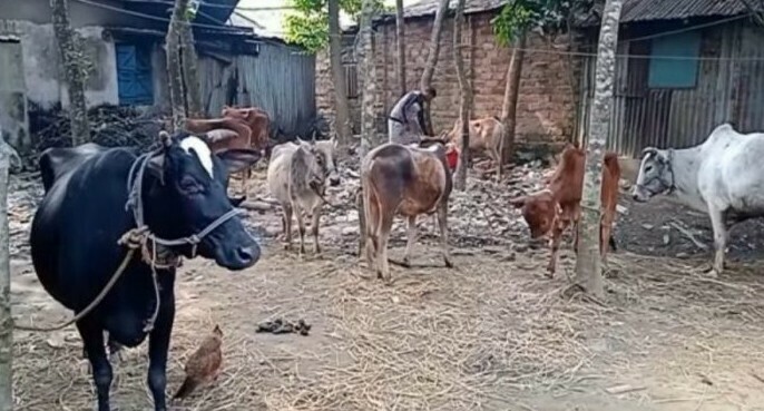 মাধবপুরে চোরাই গরুসহ একজন আটক