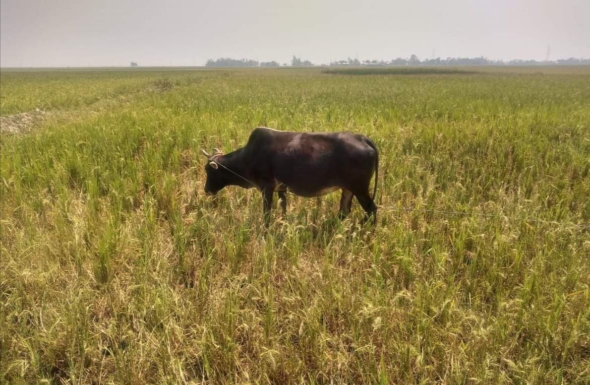 বানিয়াচংয়ে পরাগায়ন সমস্যা ও লেদা পোকায় বোরো ধানের সর্বনাশ