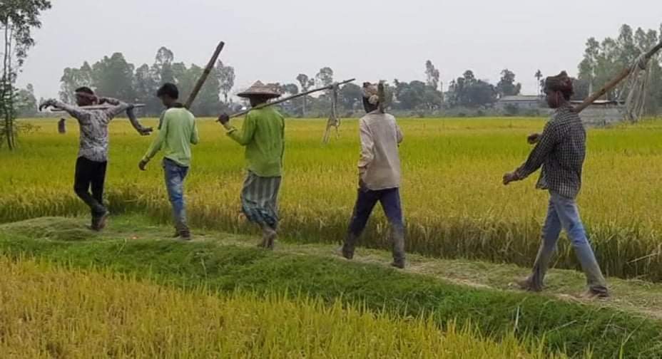 হবিগঞ্জে বোরো ধানের বাম্পার ফলন, ঘরে ঘরে ধানের উৎসব