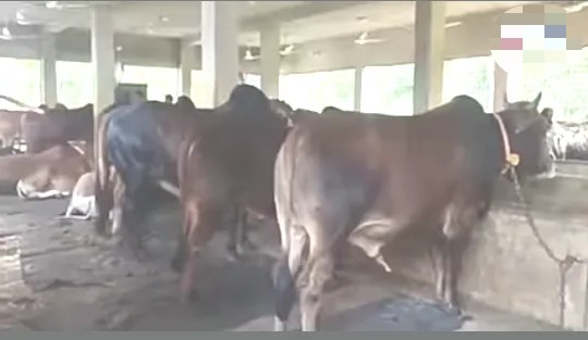 মাধবপুরে গরু মোটাতাজাকরণে সফল খামারি শফিউল বর খোকন মাধবপুরে গরু মোটাতাজাকরণে সফল খামারি শফিউল বর খোকন