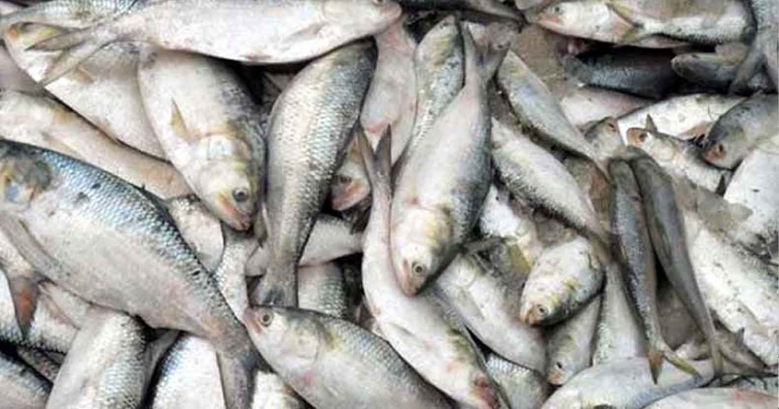 লকডাউনের সুযোগে আজমিরীগঞ্জে চলছে অবাধে ঝাটকা ও পোনা মাছ নিধন