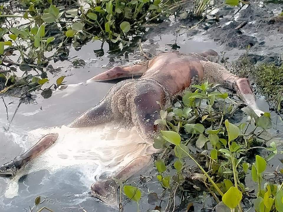 বানিয়াচংয়ে অজ্ঞাত ব্যক্তির অর্ধগলিত লাশ উদ্ধার