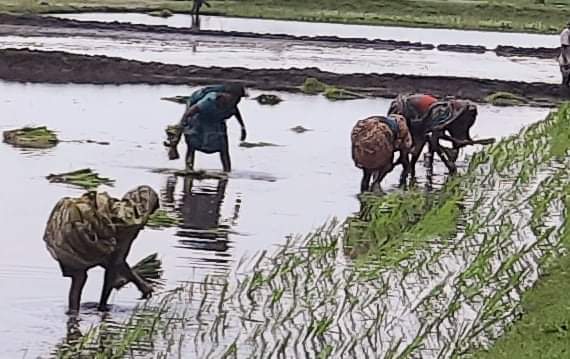 লাখাইয়ে কৃষি ক্ষেত্রে নারী মজুরীতে বৈষম্য