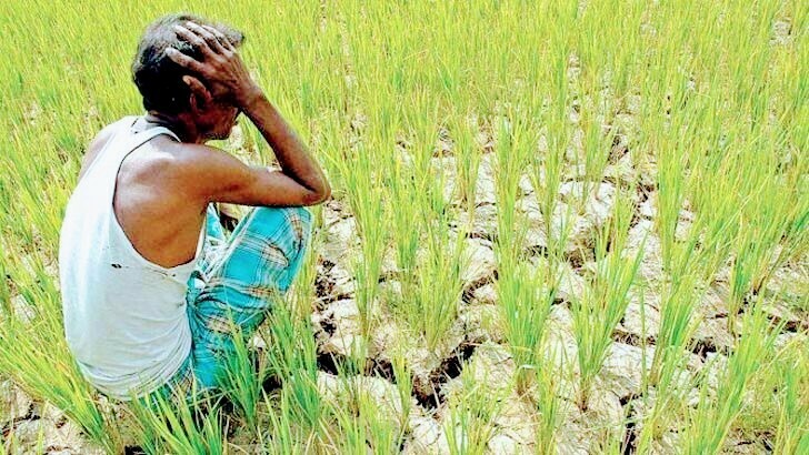 লাখাইয়ে সারের মূল্য বৃদ্ধিতে বিপাকে কৃষক