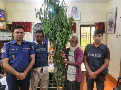 বানিয়াচংয়ে গাঁজার গাছসহ গ্রেফতার ১