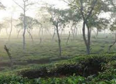 সিলেটে শীতের পূর্বাভাস