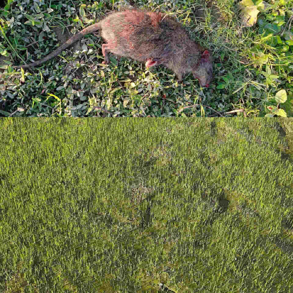 লাখাইয়ে ধানের বীজতলায় ইদুরের আক্রমণে কৃষক দিশেহারা