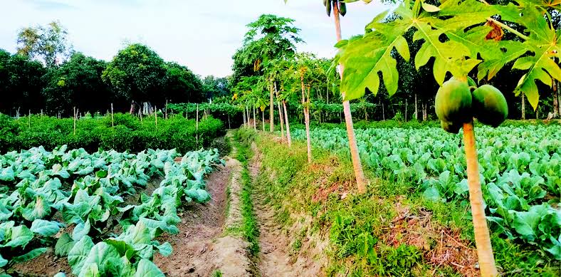 আগাম ফসল উঠানোর ঝুঁকি নিয়ে ভাবতে হবে