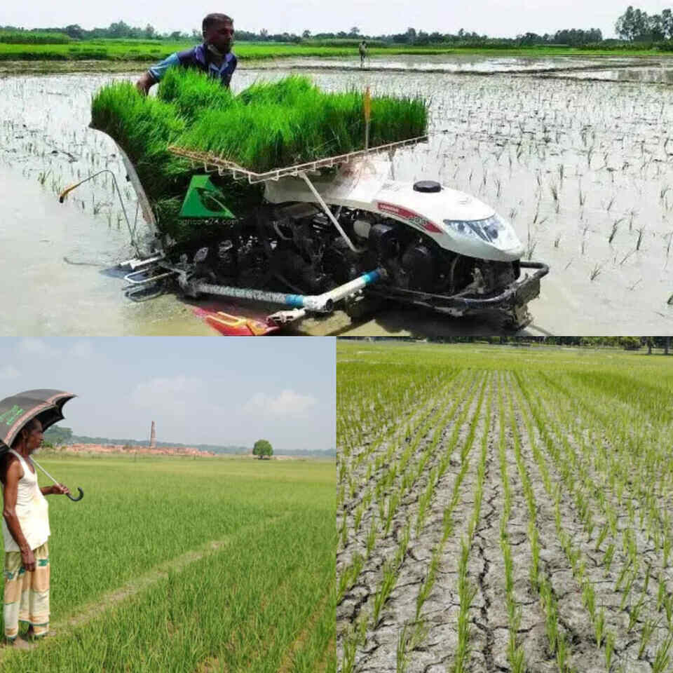 বৃষ্টির জন্য আমন আবাদ চাষ করে হাহাকার; বিপাকে আছেন কৃষকরা!