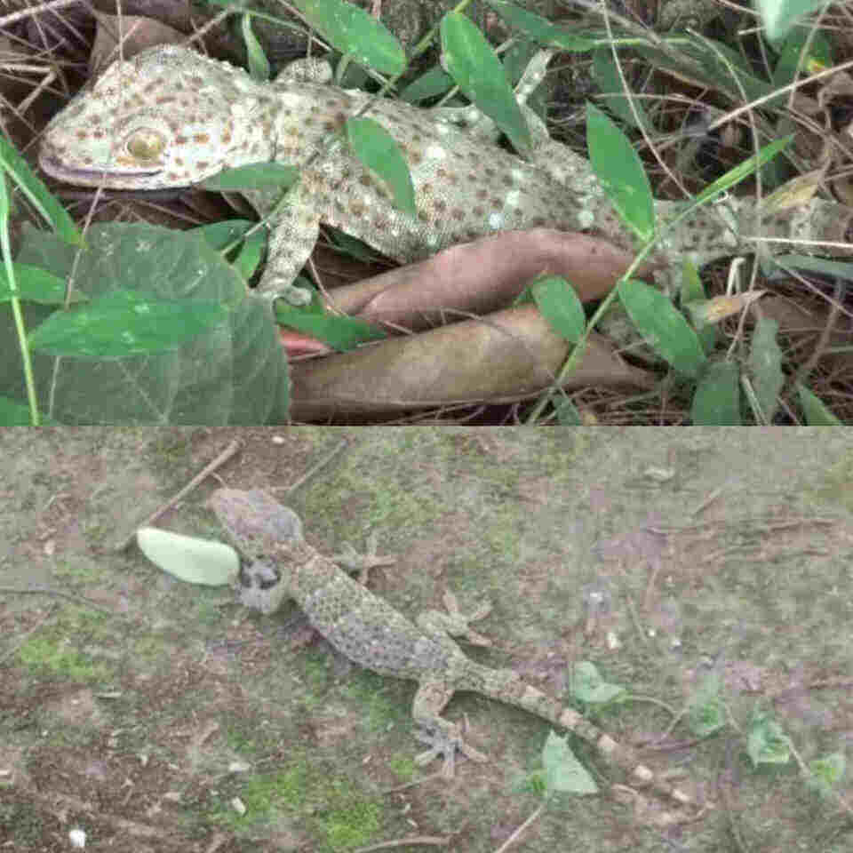 হবিগঞ্জে বিপন্ন প্রজাতির ৩টি তক্ষক অবমুক্ত