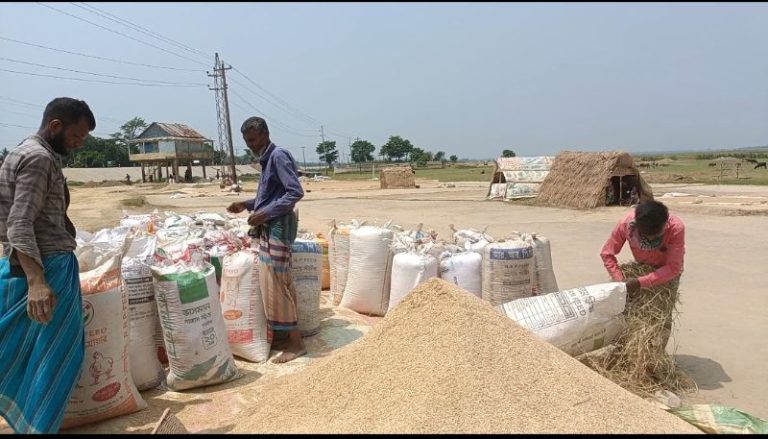 শায়েস্তাগঞ্জ খাদ্য গুদামে ১৩২০ টাকা মণ দরে ১৮১ মেট্রিক ধান ক্রয় হবে
