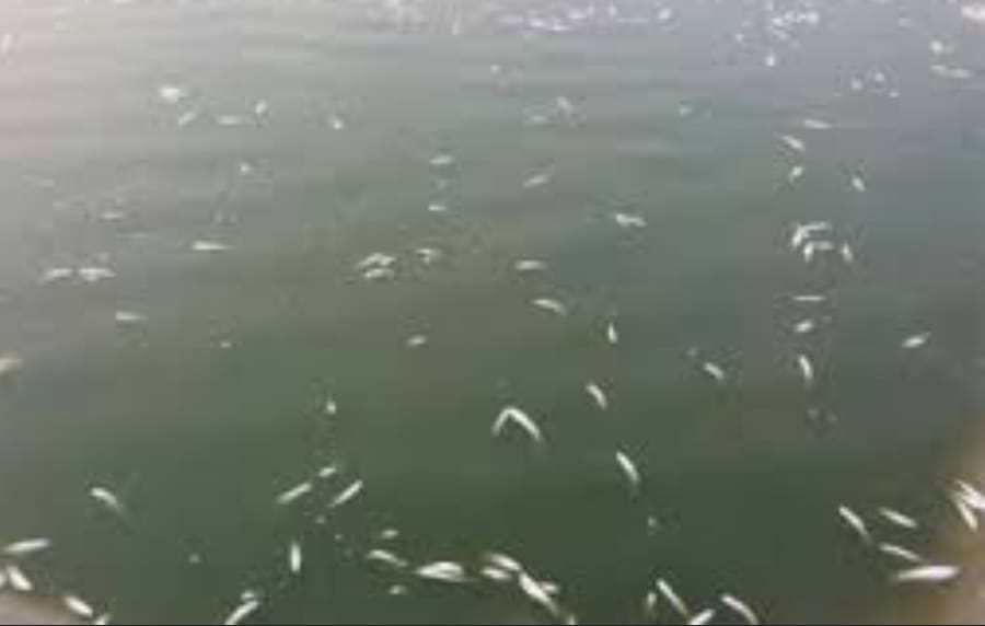 লাখাইয়ে বিলের ডোবায় বিষ প্রয়োগে মাছ নিধনের অভিযোগ