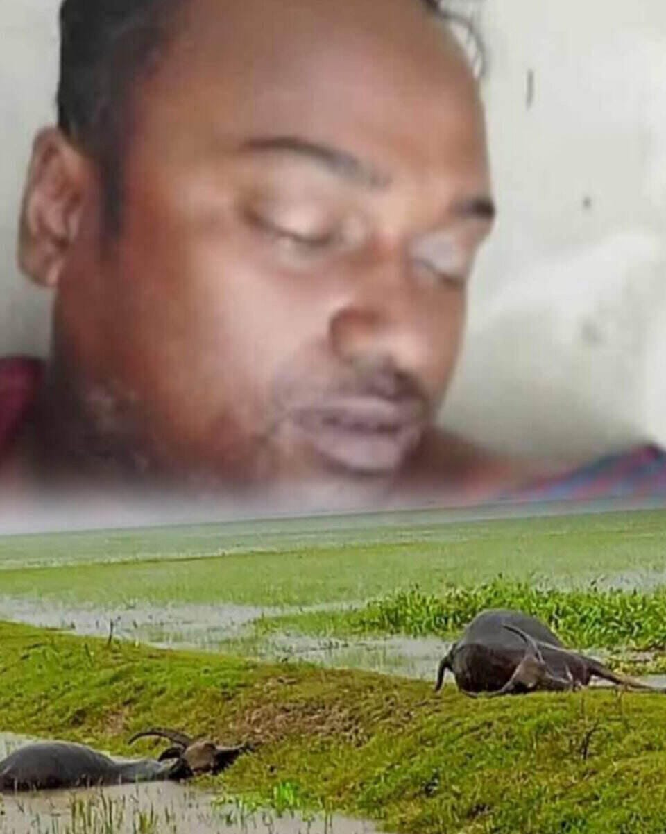 আজমিরীগঞ্জে বজ্রপাতে এক কৃষক ও ২ মহিষের মৃত্যু