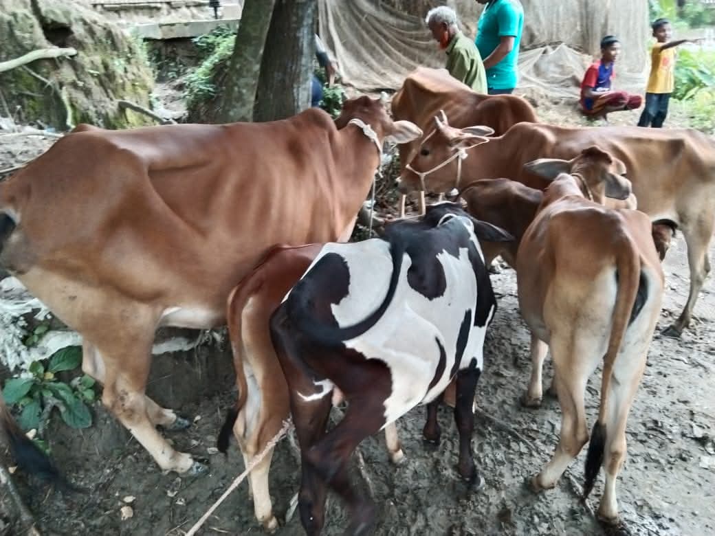 লাখাইয়ে চুরি যাওয়া ৭টি গরু উদ্ধার করেছে পুলিশ