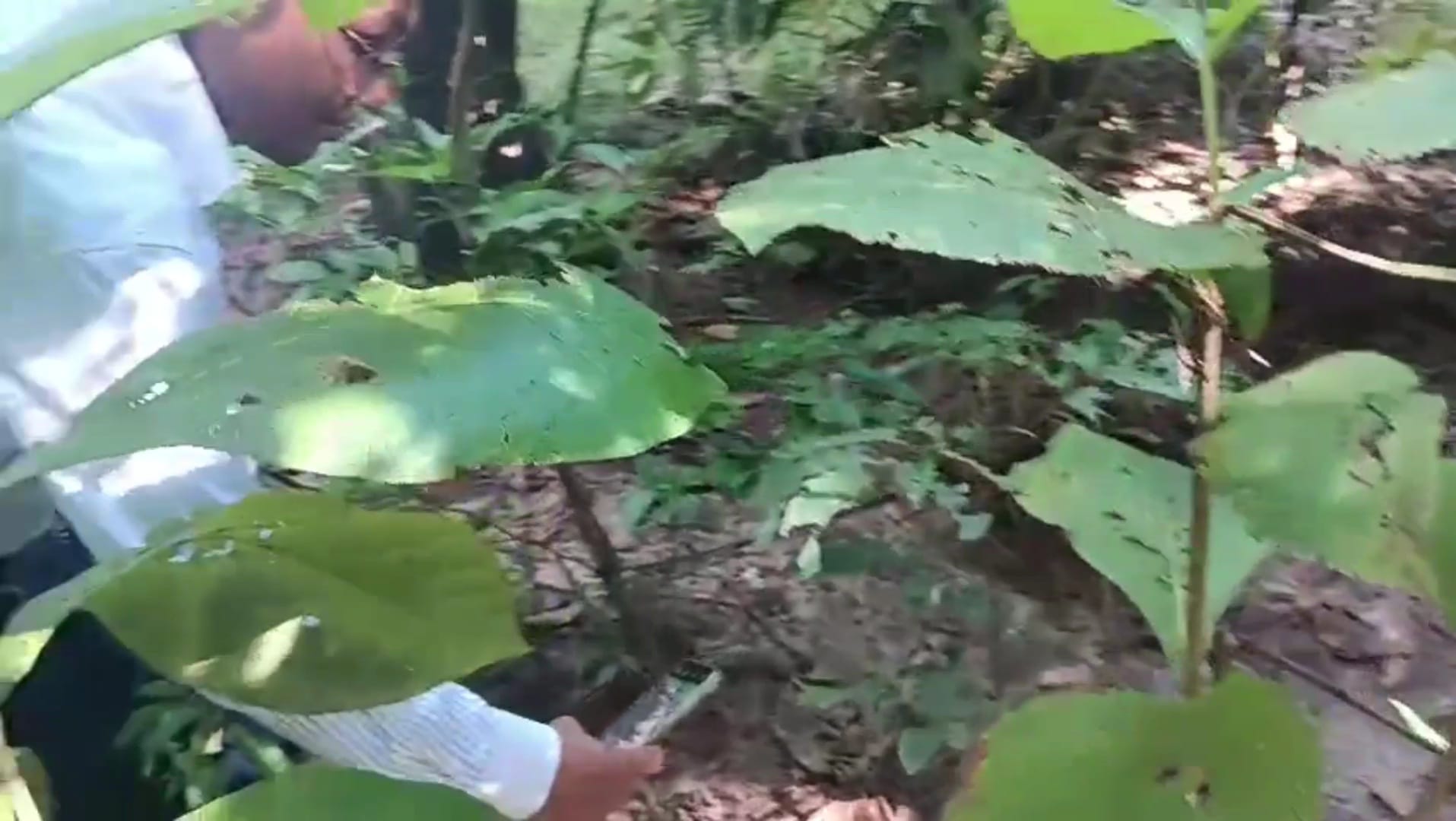 সাতছড়িতে কোটি টাকার সেগুন গাছ পাচারের আলামত পেলেন হবিগঞ্জের জেলা প্রশাসক!