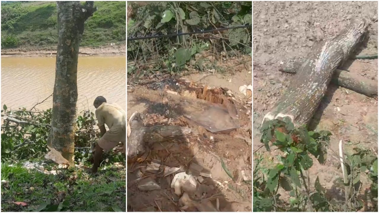 দিনের আলোয় সরকারি গাছ কাটছেন স্থানীয় ব্যক্তি, প্রশাসন নড়ছে ধীরে!