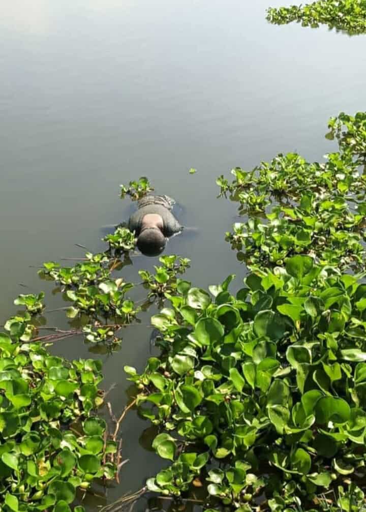 বানিয়াচংয়ে মাদ্রাসা ছাত্র নিখোঁজের ১ দিন পর হাওর থেকে মরদেহ উদ্ধার – Habiganj News