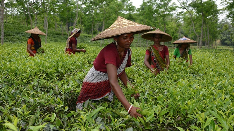 কৃষি ব্যাংকে ঋণ না দেওয়ায় অর্থ সংকটে পড়েছে দেউন্দি টি কোম্পানি শ্রমিক অসন্তোষ , নড়বড়ে উৎপাদন ব্যবস্থাপনা