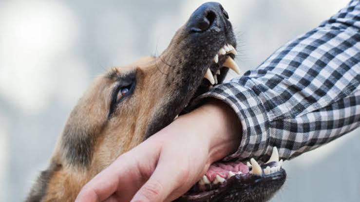 নবীগঞ্জে পাগলা কুকুরের কামড়ে ৫ শিশু আহত