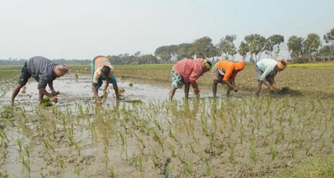 সিলেট জুড়ে কৃষকরা ব্যস্ত সময় কাটাচ্ছেন বোরো ধান চাষে