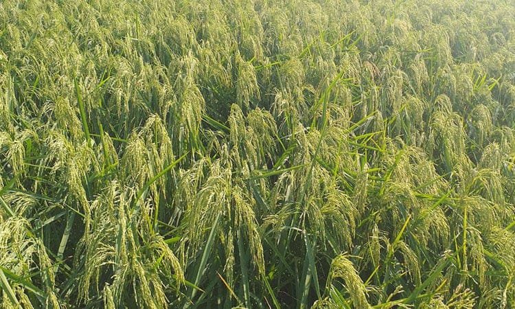 শায়েস্তাগঞ্জে রোপা আমনের বাম্পার ফলনের আশা, আবাদ হয়েছে ৩ হাজার ৯০ হেক্টর জমিতে